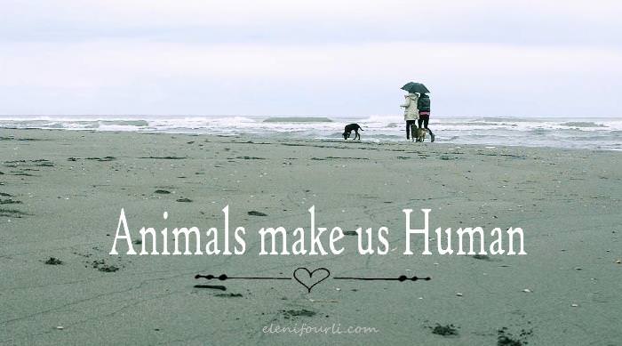 animal111