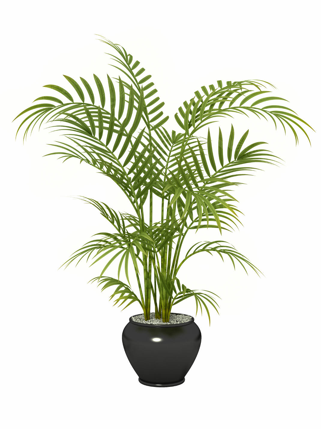 areca-palm