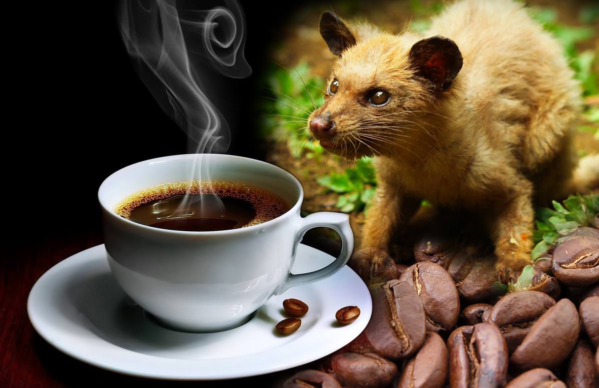 luwak
