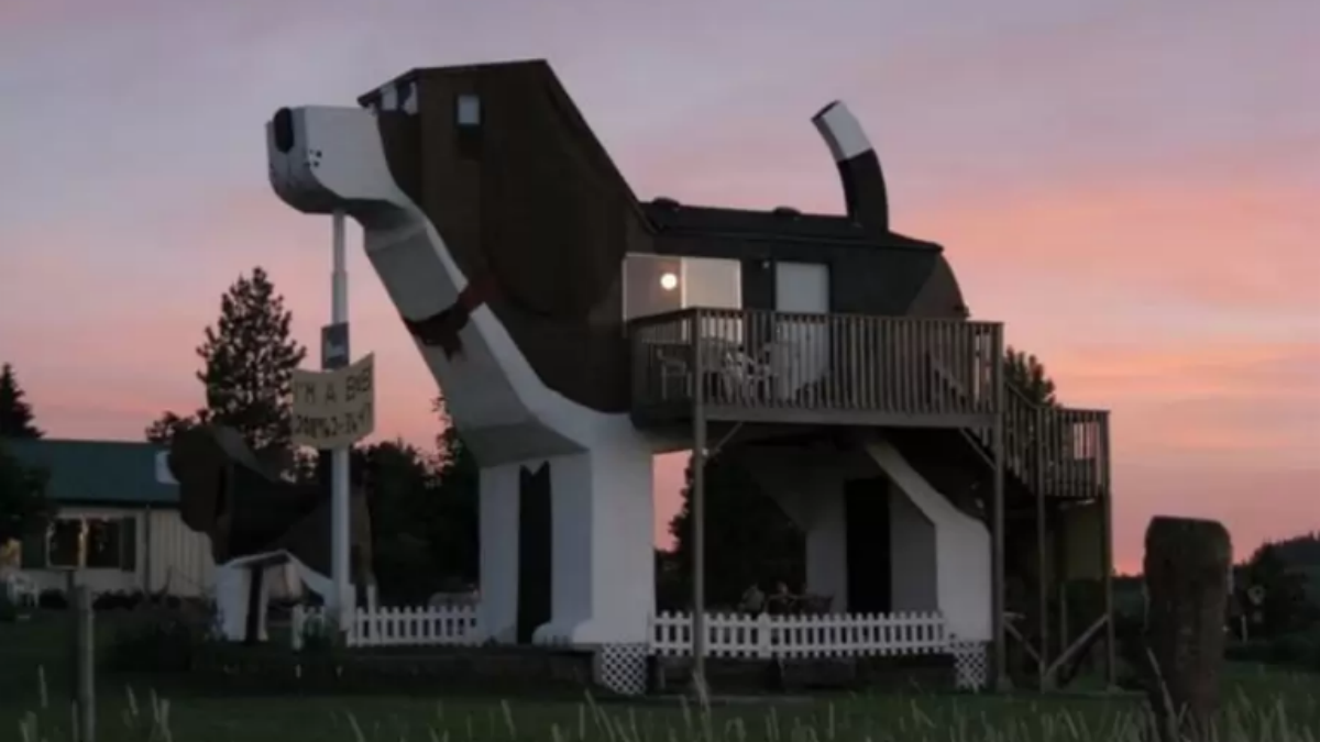 dog house
