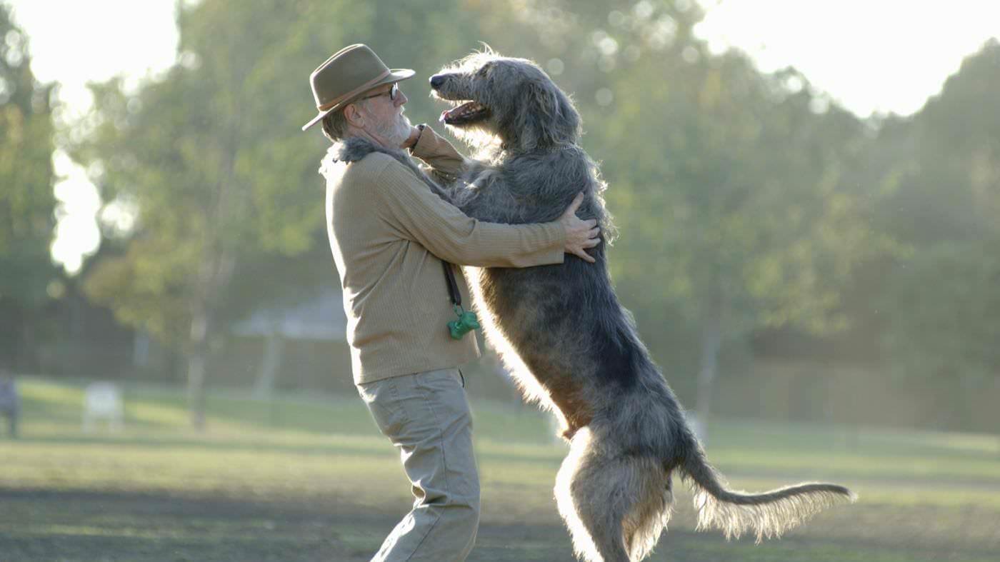 irish-wolfhound-photo