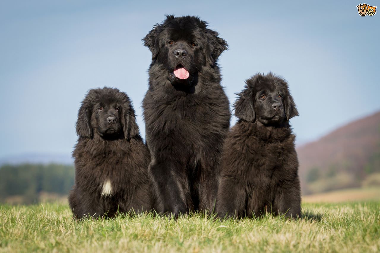 newfoundland