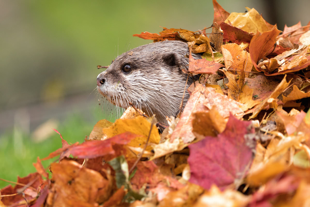 otterly-adorabl-46704