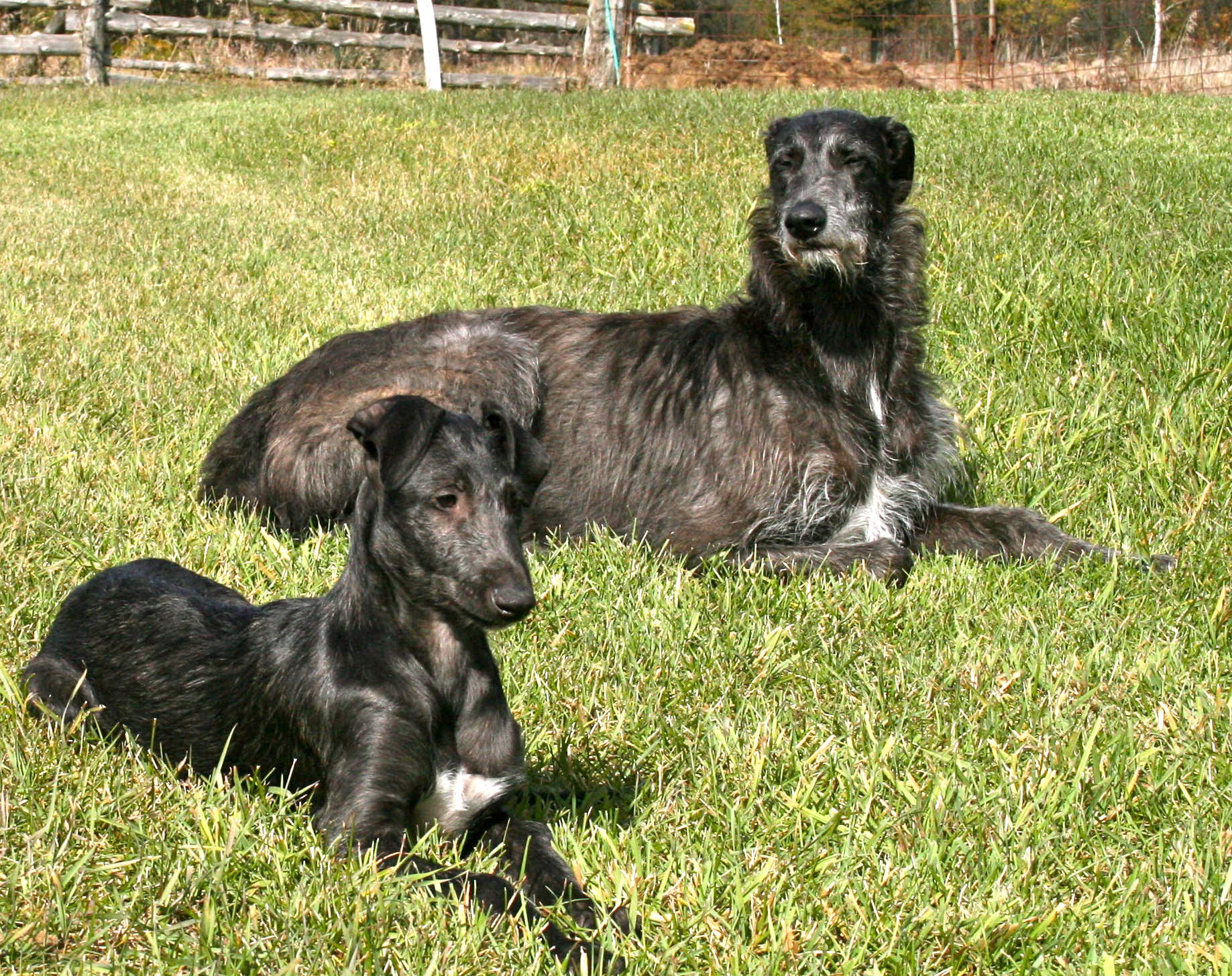 scotish deerhound