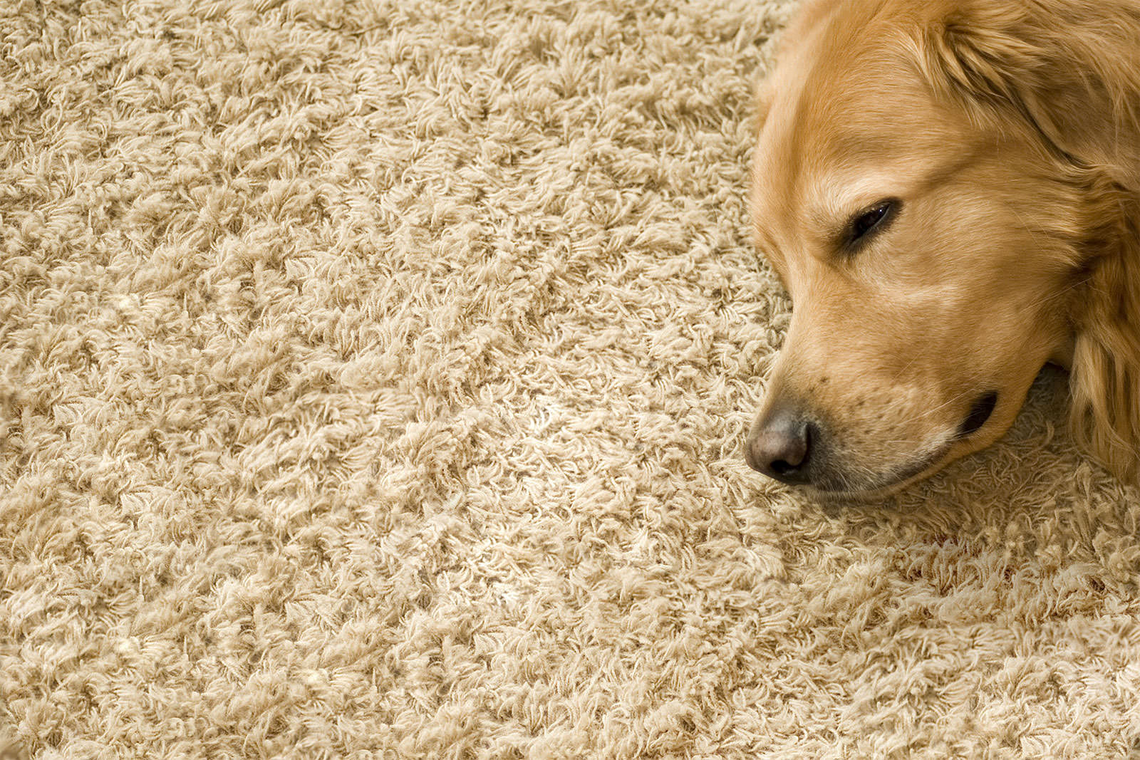 Carpet-cleaning11