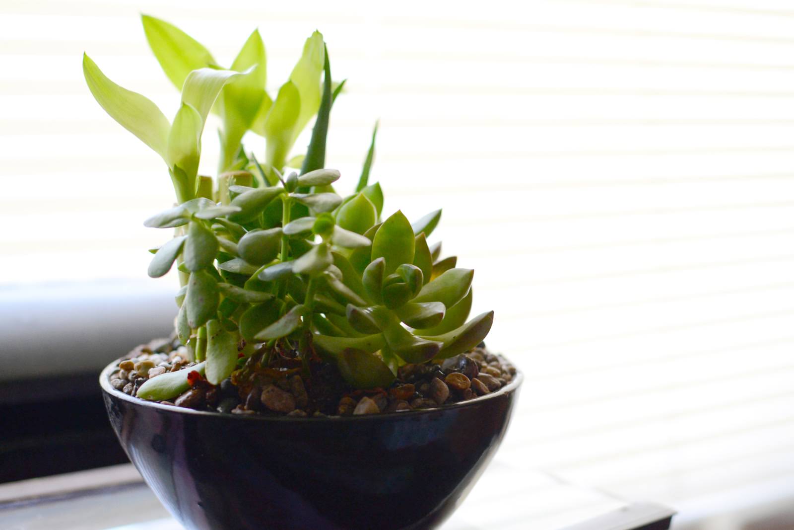 Potted jade and lucky bamboo plant.