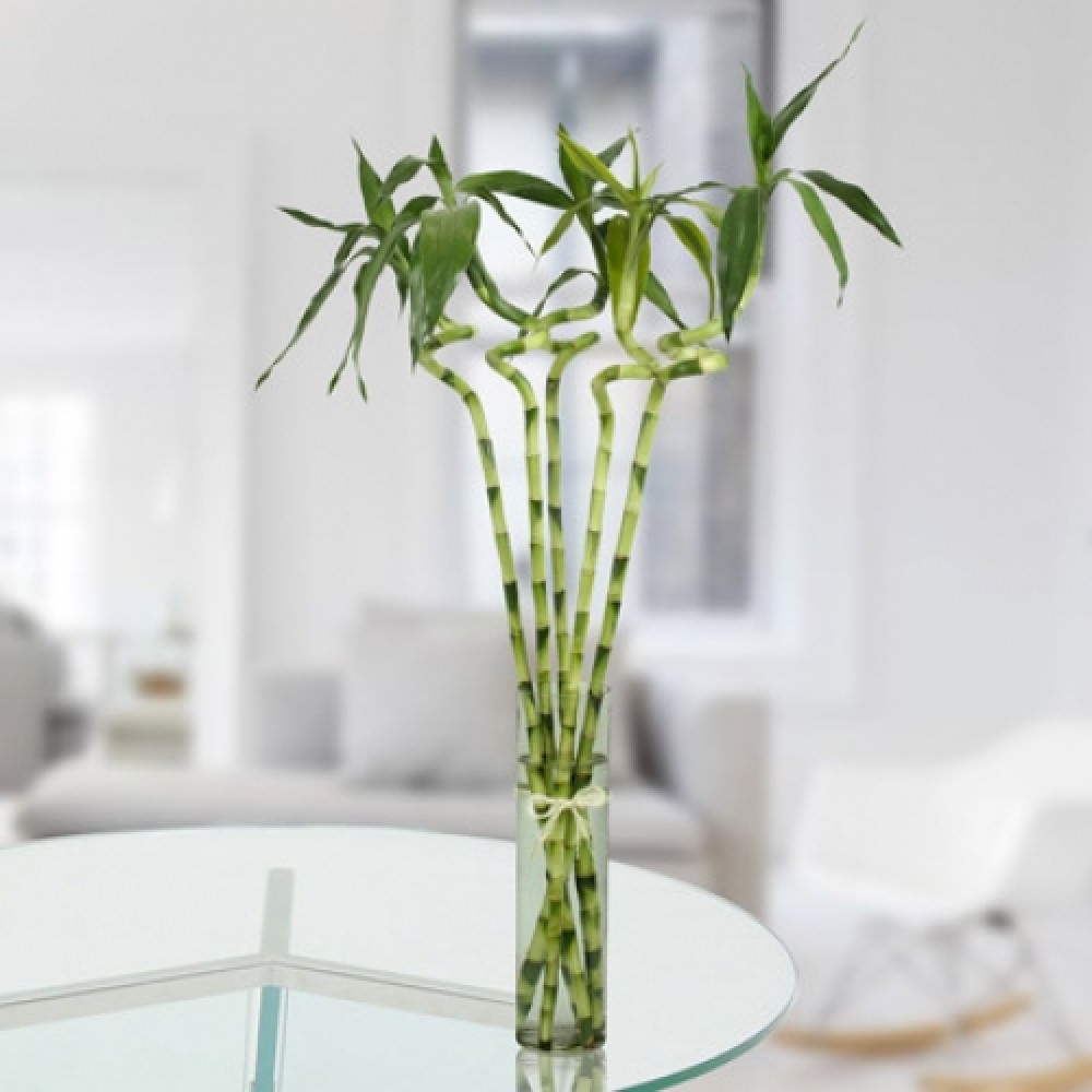 Lucky Bamboo