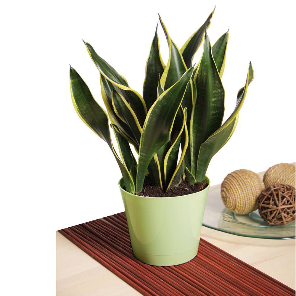 Snake Plant
