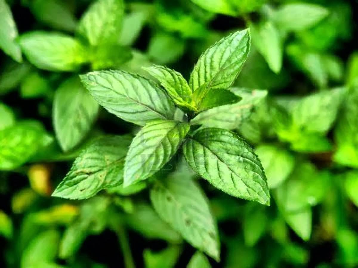 antimetopiste-tin-akmi-me-menta