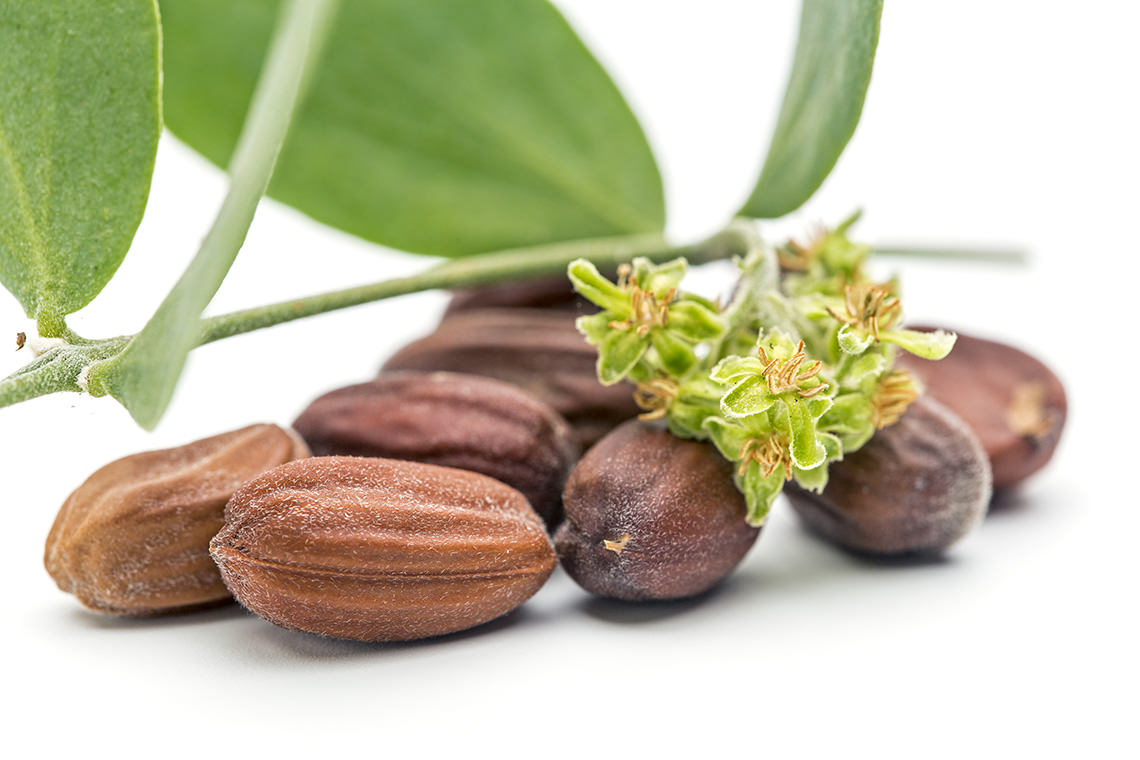 Jojoba seeds and leaves