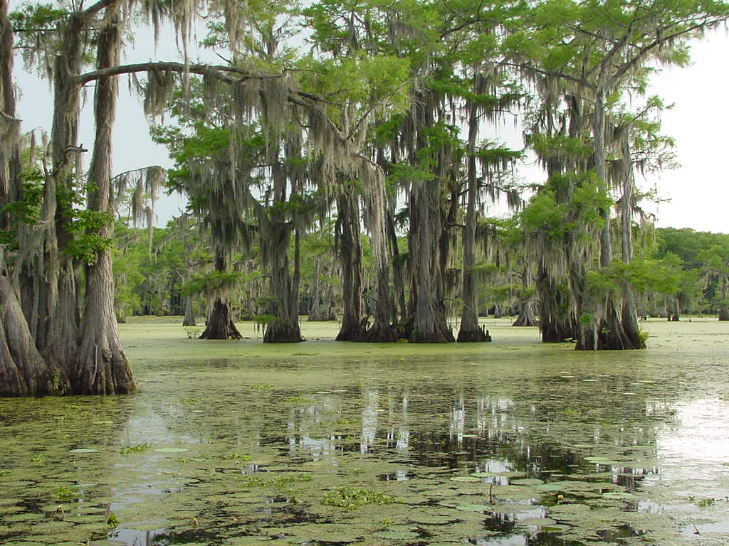 lake cado