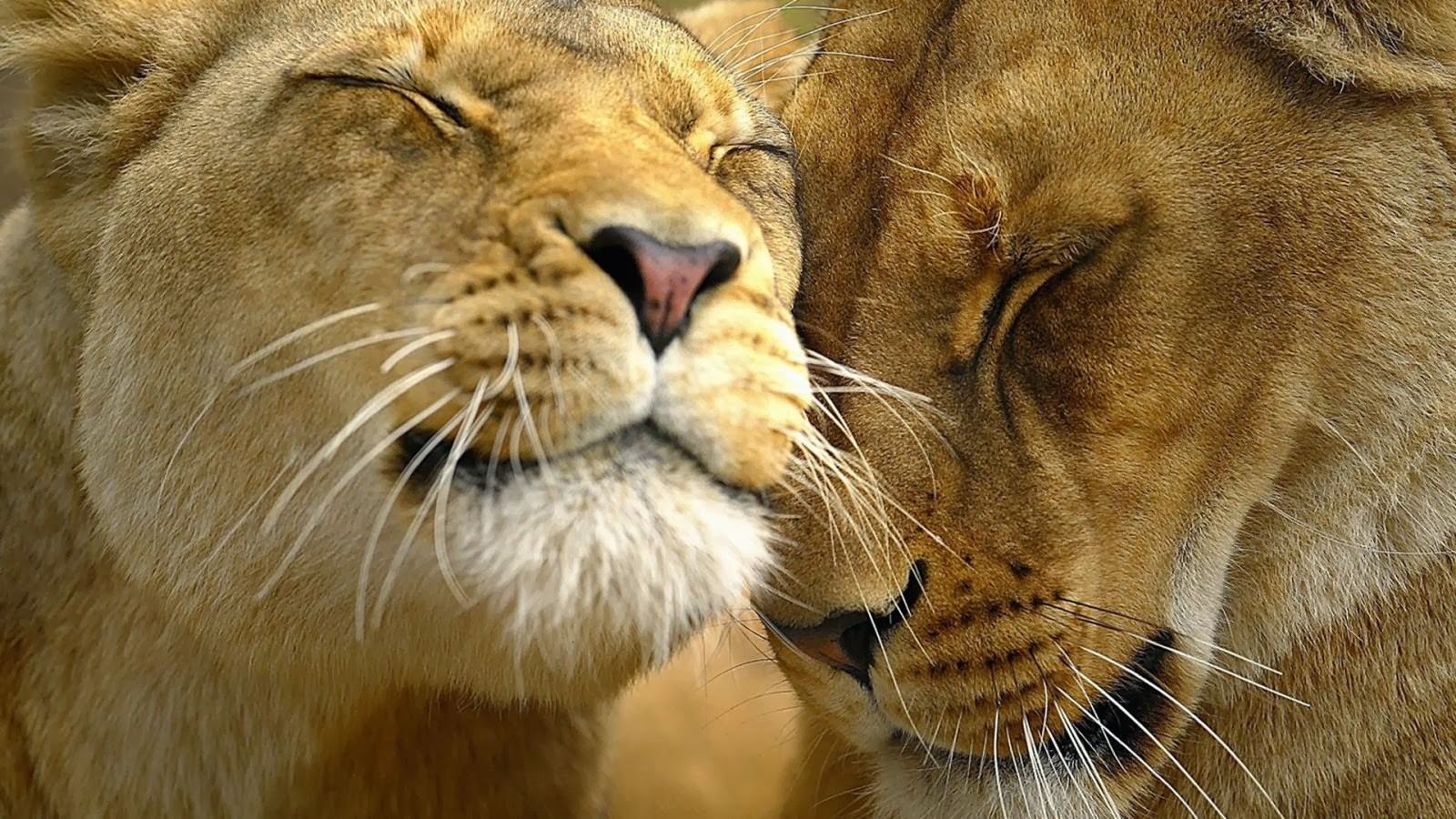 Lions-in-love
