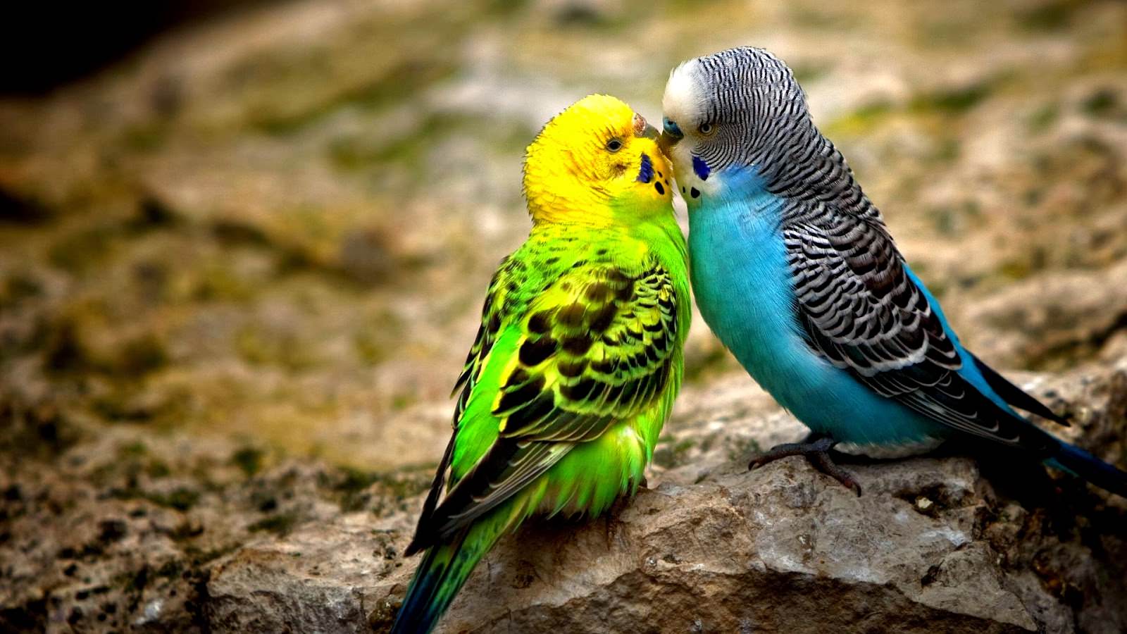 animals_hdwallpaper_sweet-kiss_62151
