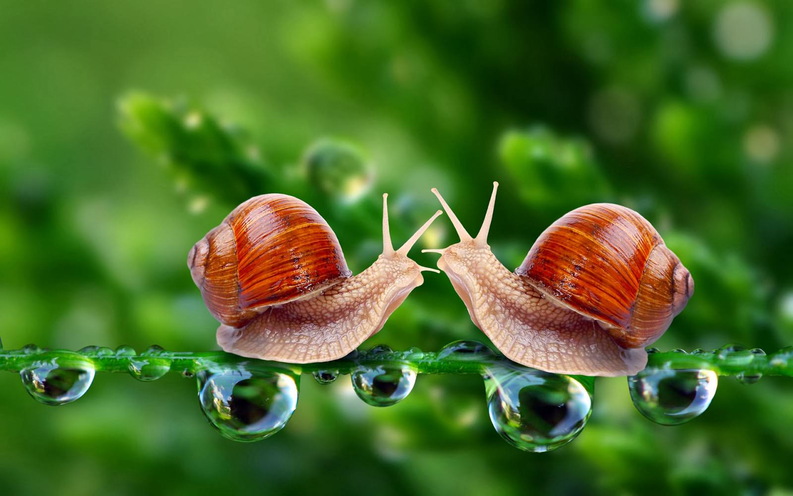 beautiful_3d_animals_love_wallpaper