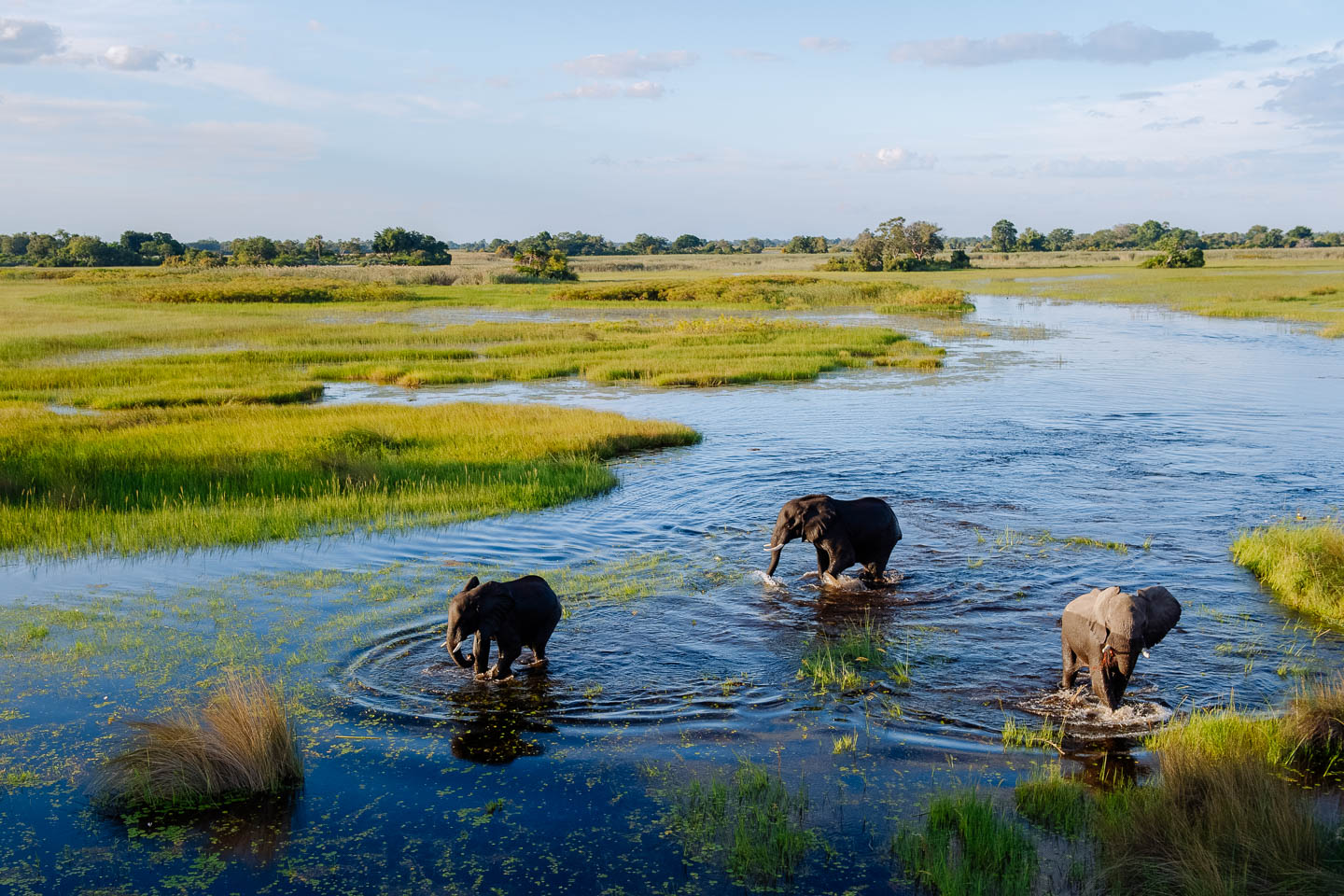 okavango