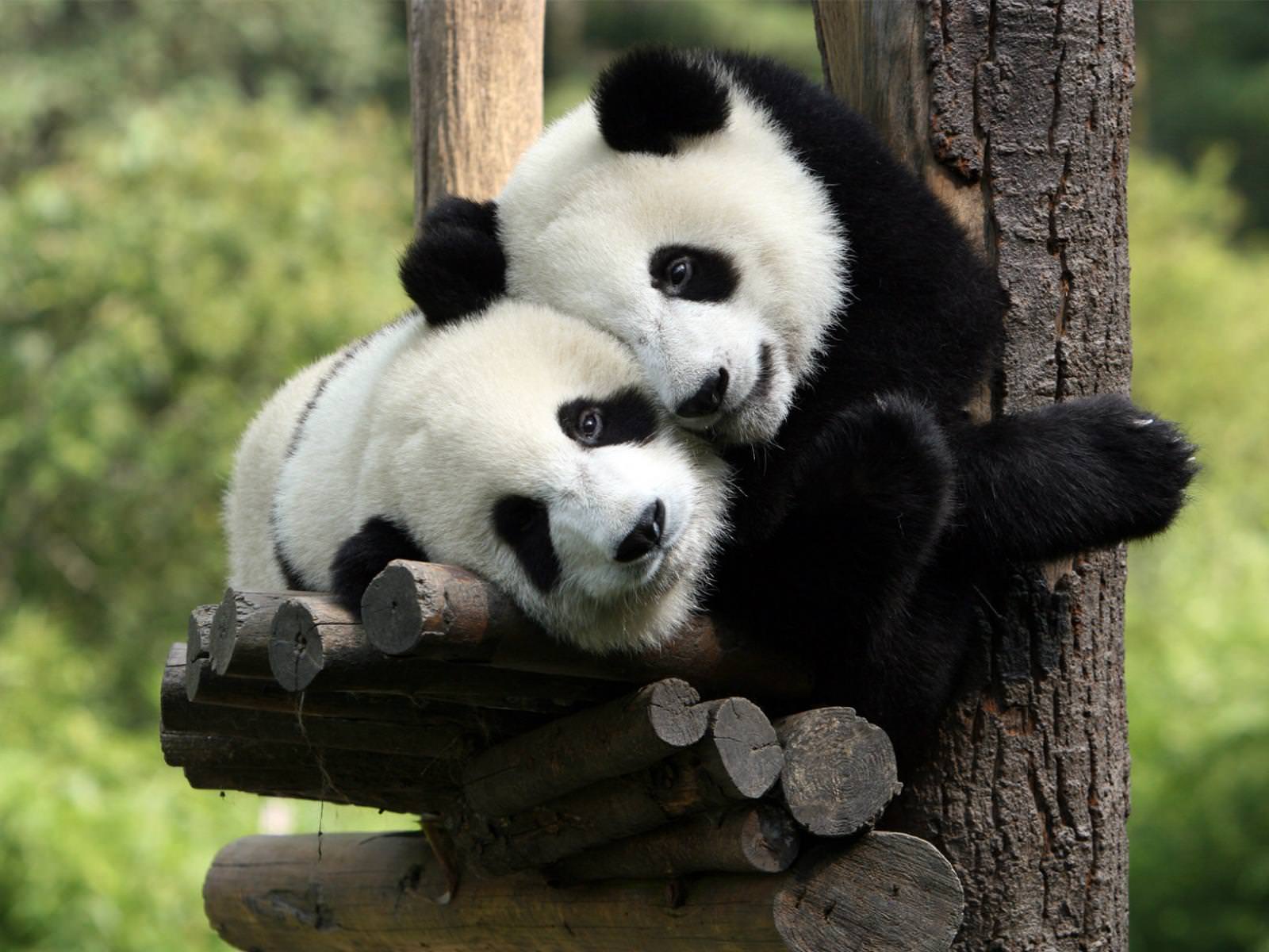 panda-5