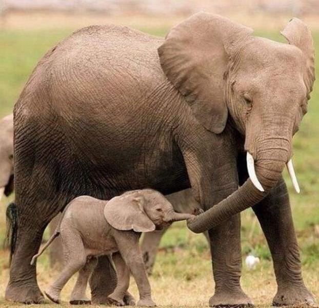 18f57339445056eb5f3f97d27da72ab7--elephant-love-baby-elephants