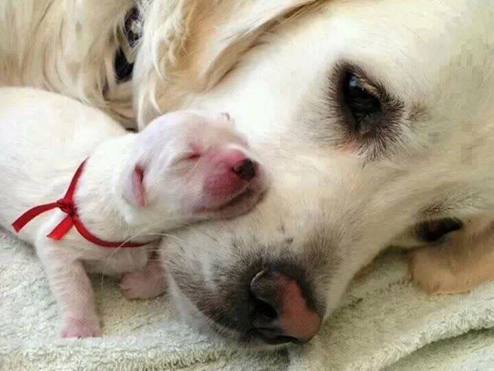 1cc59cfad805bb53b7577444769c8119--animal-hugs-mom-baby