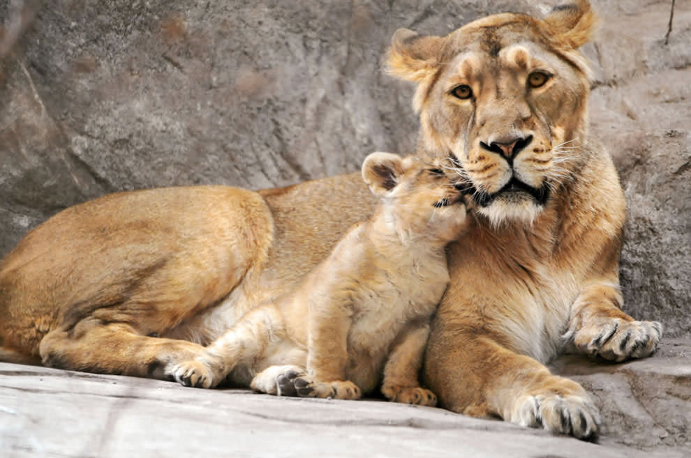 I-love-you-mom
