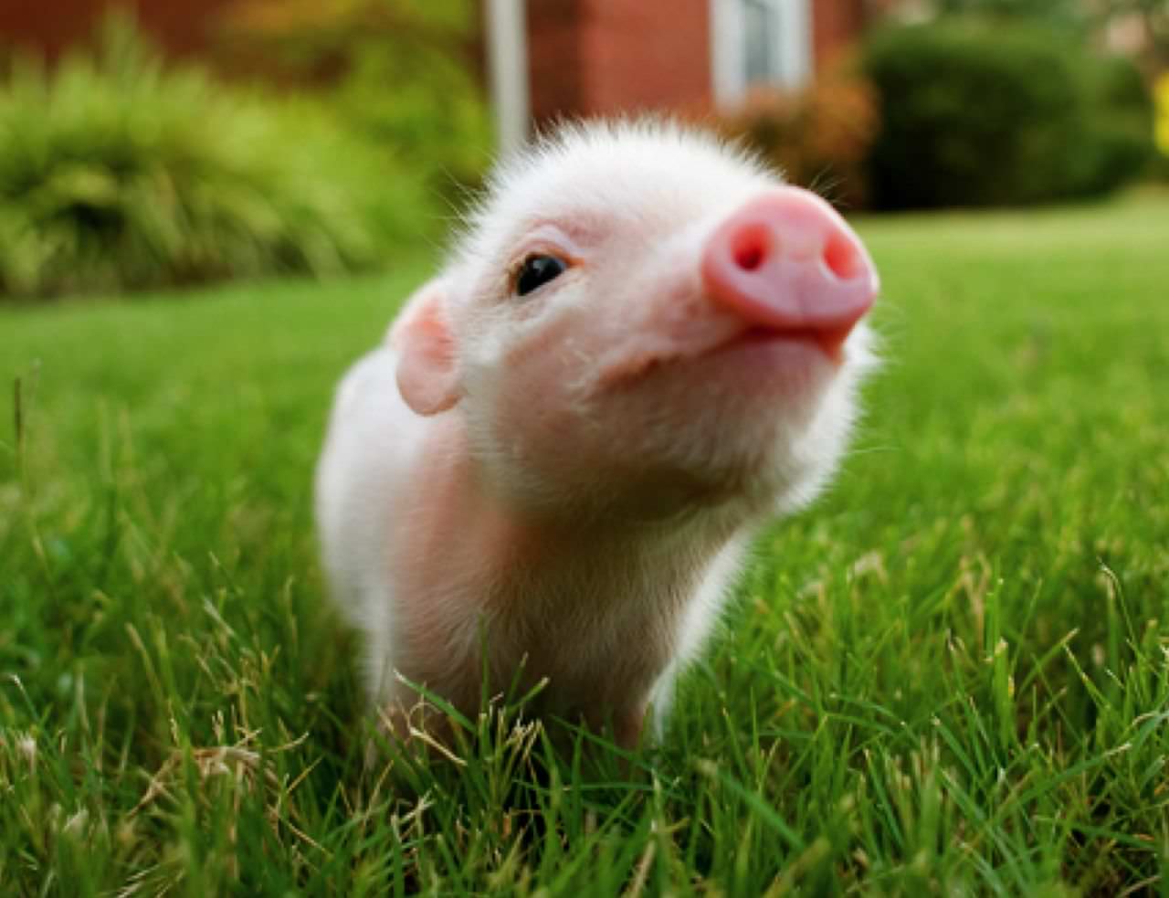 Miniature-Pig