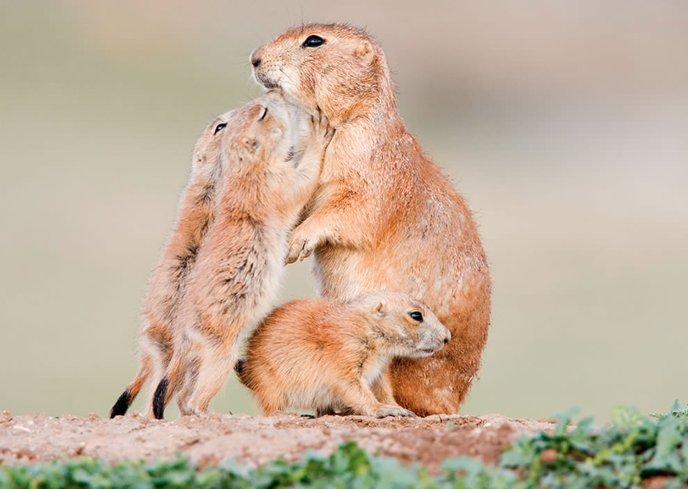 Prairie-dogs-loving-on-mom