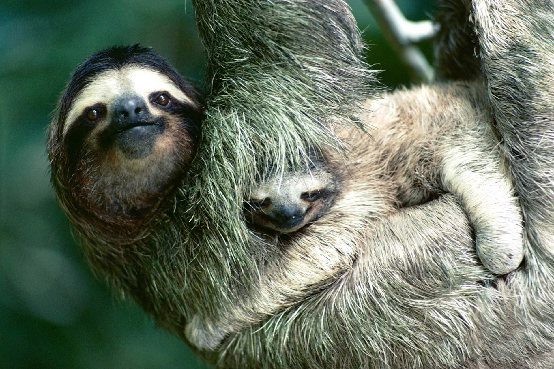 amazing-moms-sloths