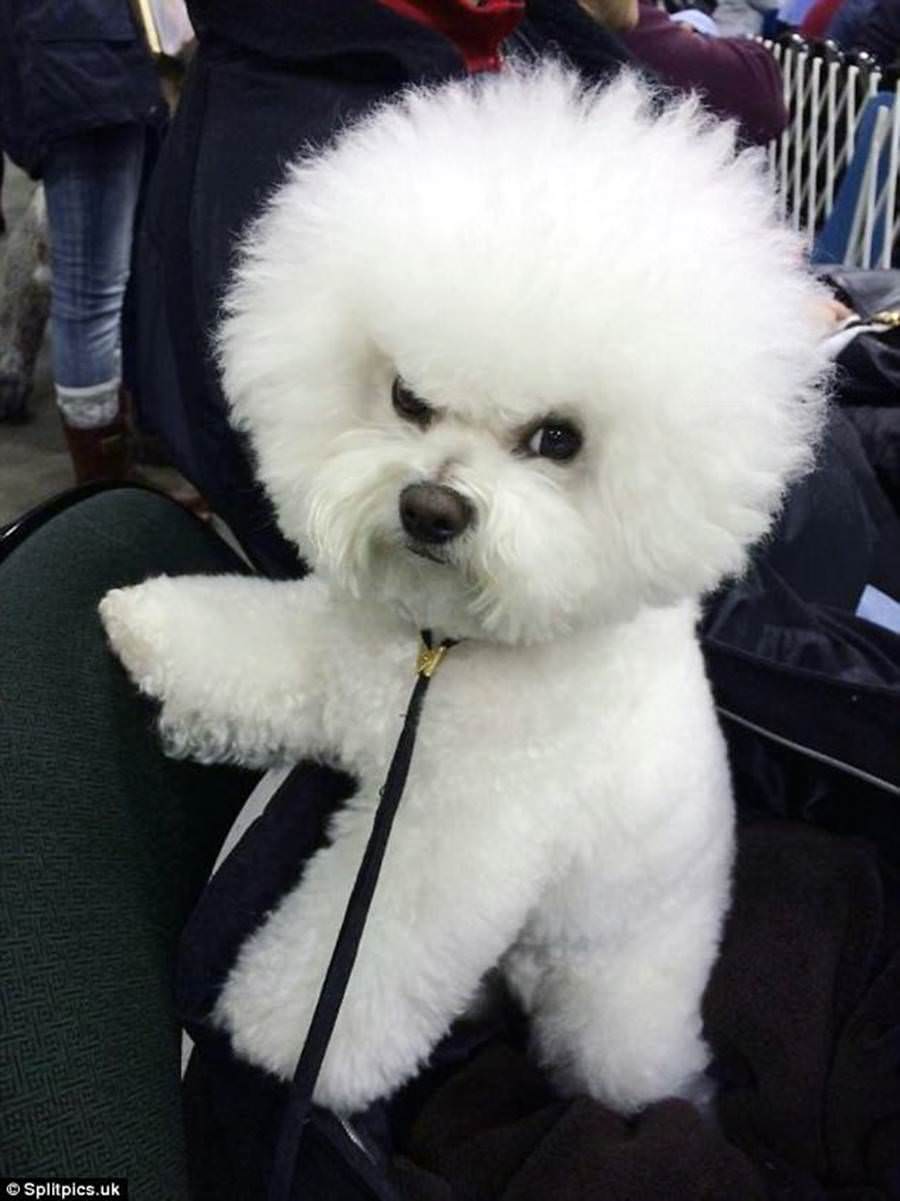 dog2