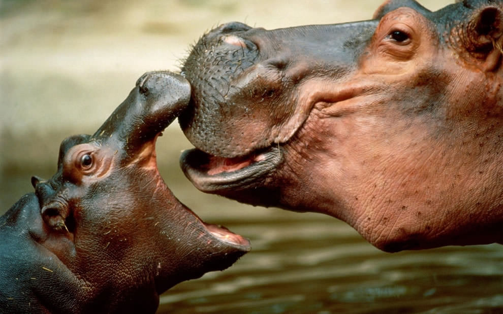 free-pictures-of-mother-animals-and-their-babies-baby-hippo-telling-mom-a-story