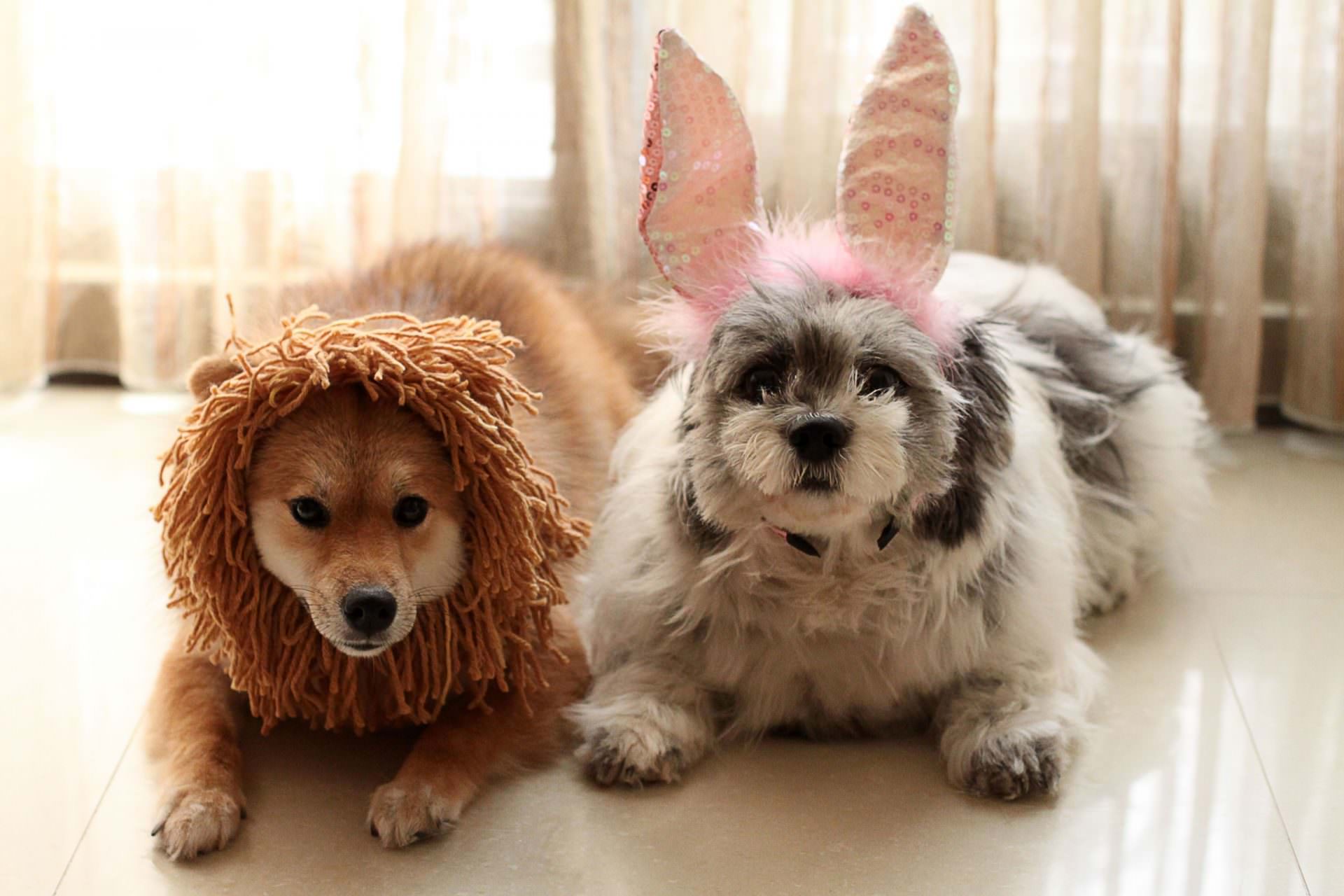 lion-rabbit-dogs