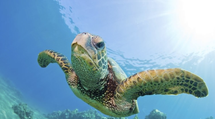 sea turtle