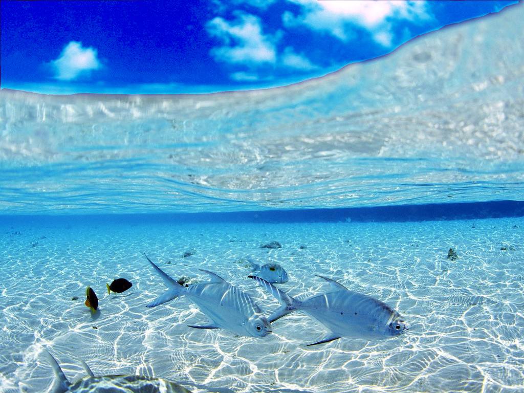 Underwater Nature View Oceans Atlantic Ocean Hd Wallpapers