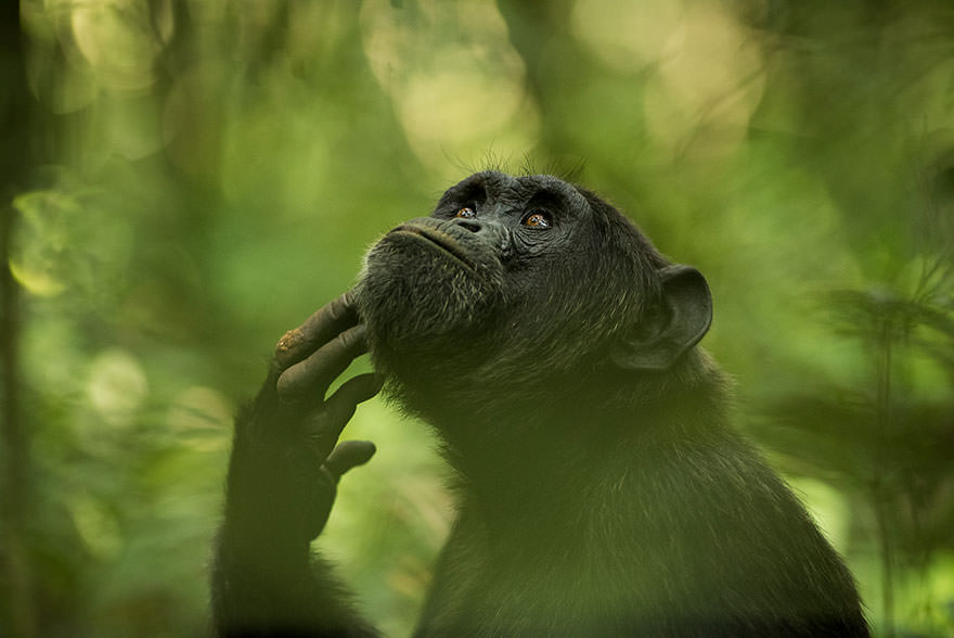 sony-world-photography-awards-winners-2018-2-5ab221ba51644__880