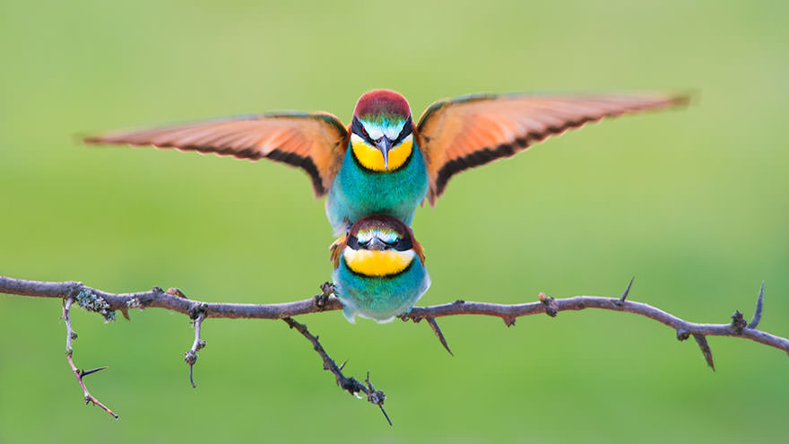 sony-world-photography-awards-winners-2018-68-5ab2223b3a024__880