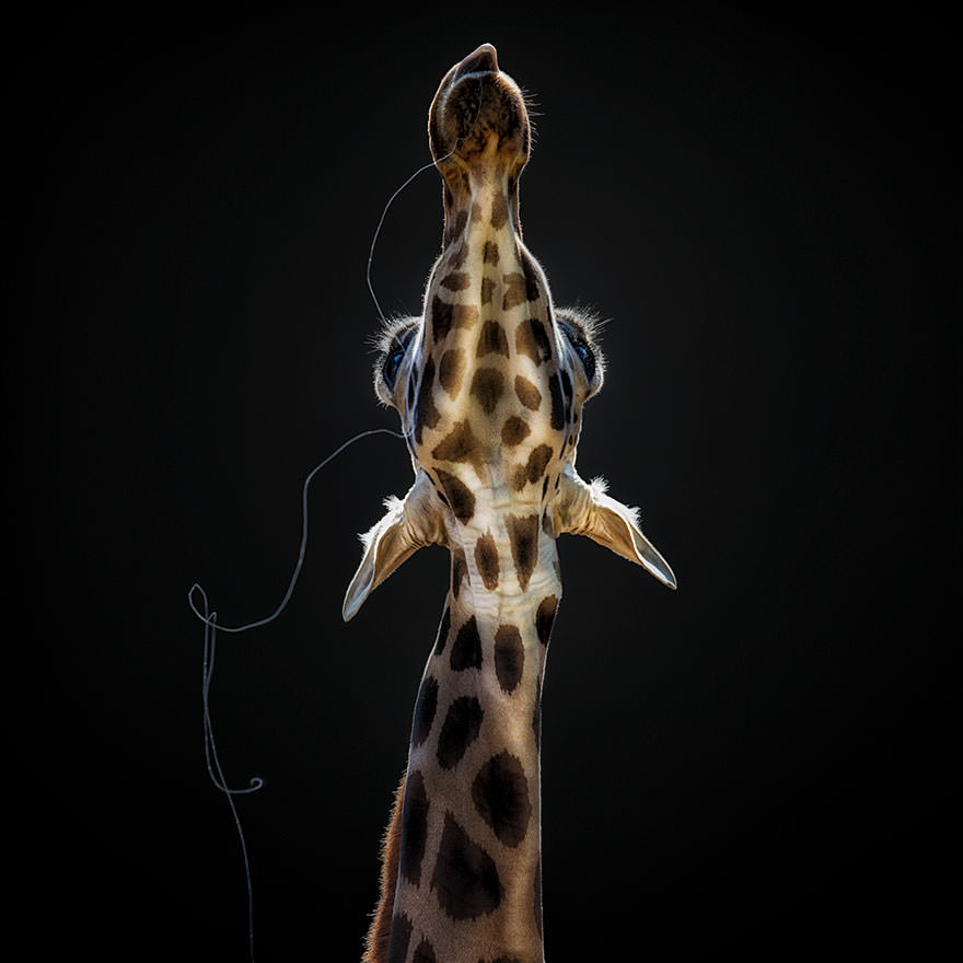 sony-world-photography-awards-winners-2018-70-5ab2223e4bcd4__880