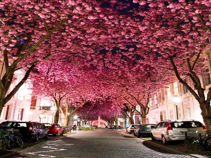 Cherry Blossom Avenue, Βόννη Γερμανία