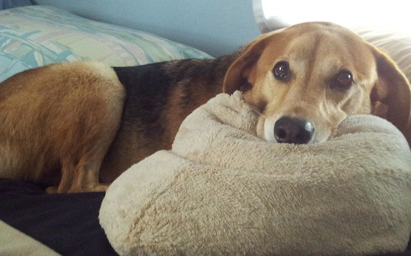 Complications-of-Teeth-Cleaning-in-Old-Dogs