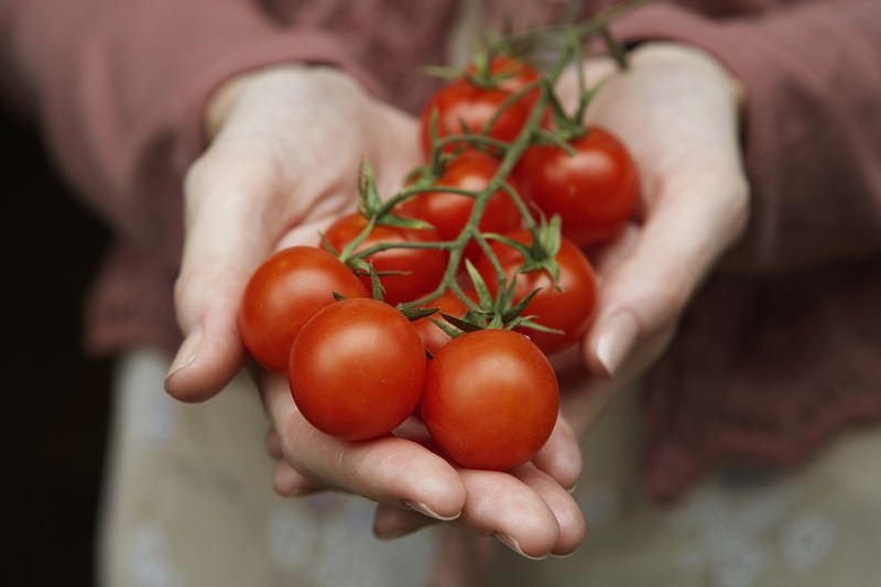 ntomates