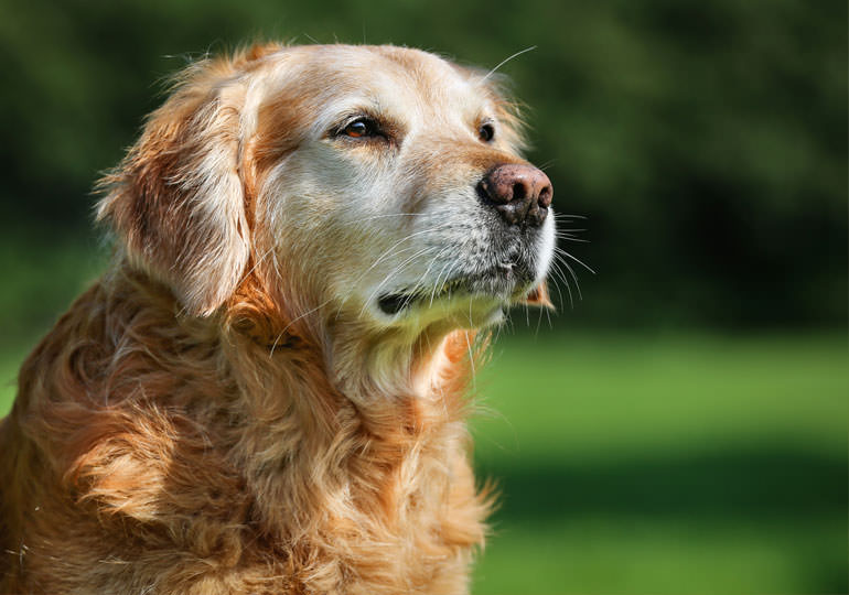 old-dog-cover