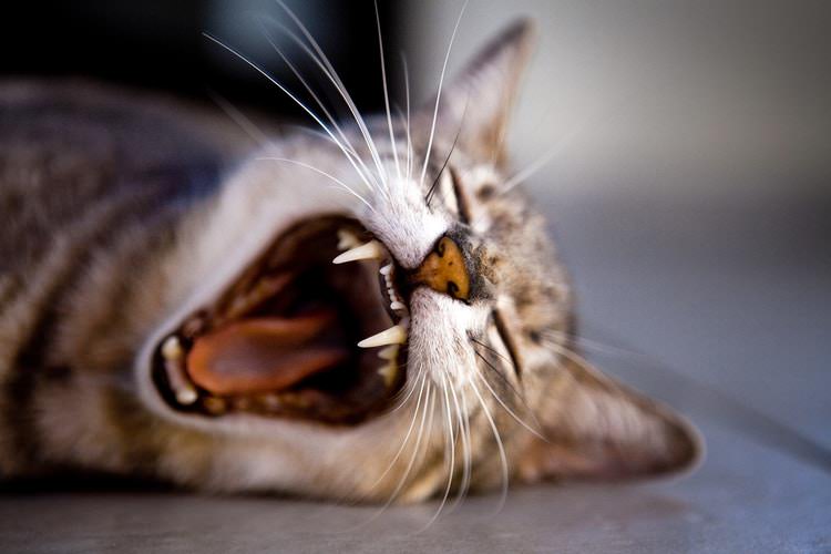 gata