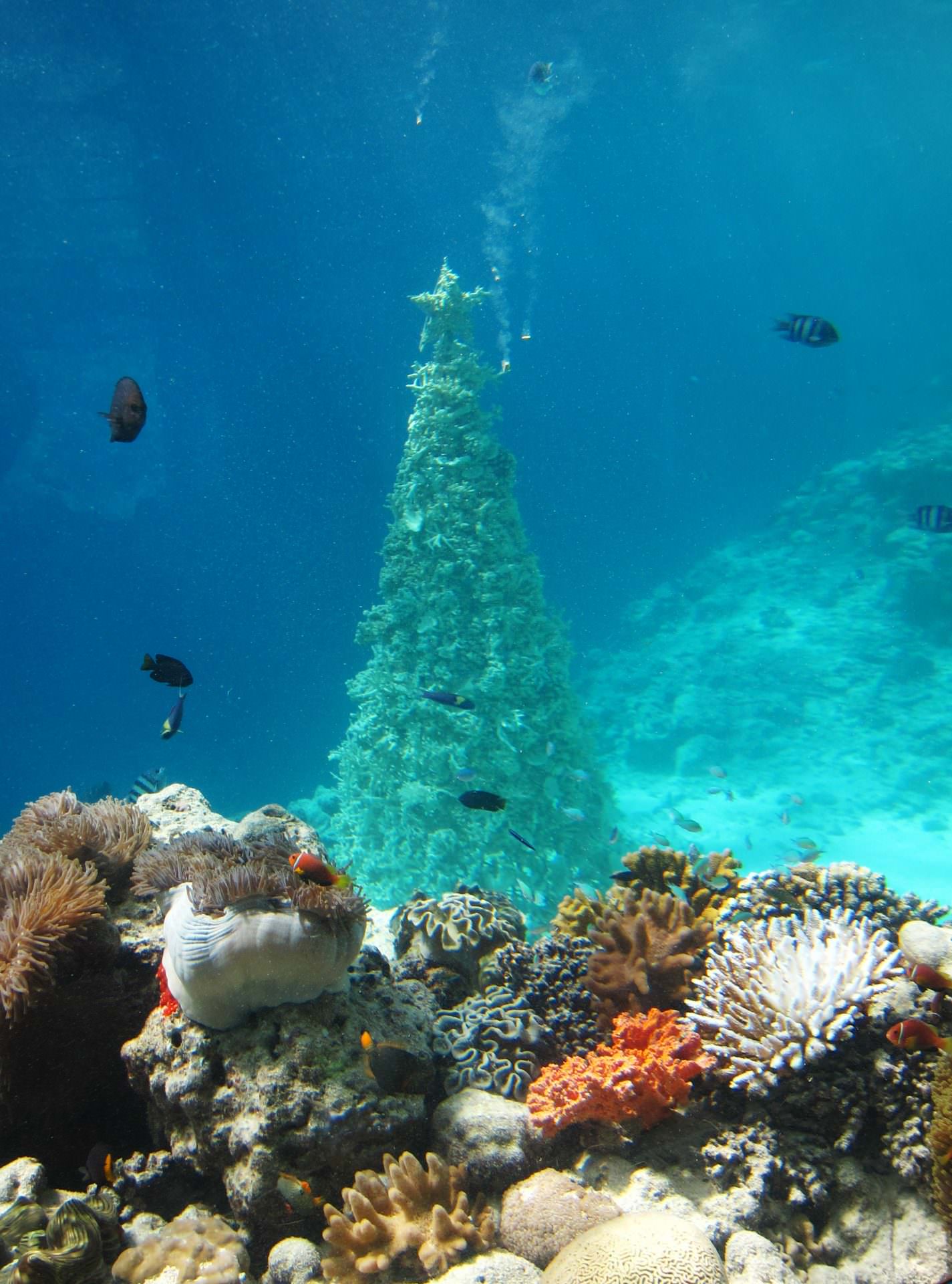 maldibes