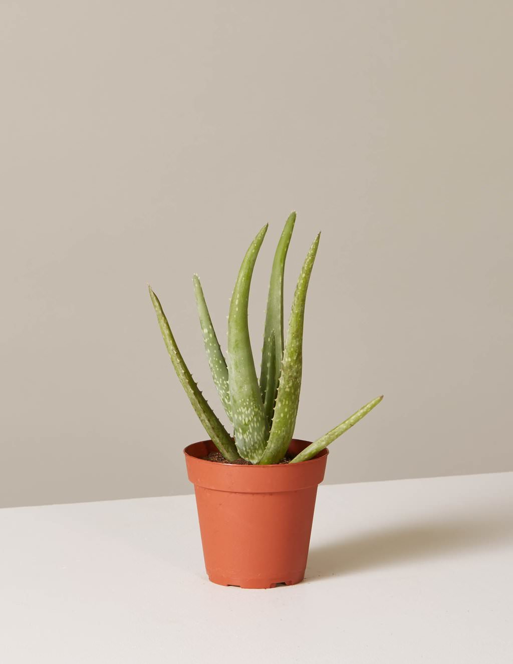 gallery_the-sill_aloe-vera-plant_terracotta_4_1024x.progressive